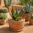 Aloe 'Christmas Carol' by The Cactus Outlet