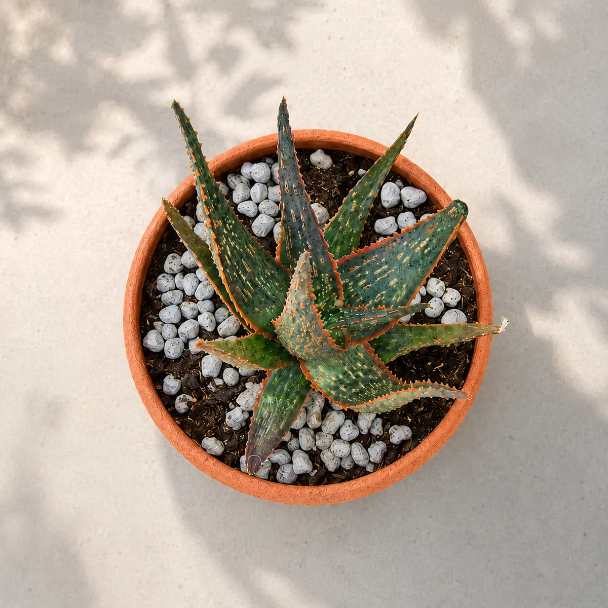 Aloe 'Christmas Carol', photo 7 of 8
