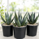 Agave Shark Skin by The Cactus Outlet