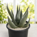 Agave Shark Skin by The Cactus Outlet