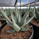 Agave Shark Skin by The Cactus Outlet