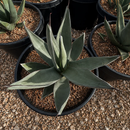 Agave Shark Skin by The Cactus Outlet