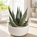 Agave Shark Skin by The Cactus Outlet