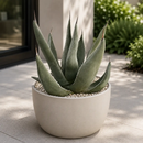 Agave Shark Skin by The Cactus Outlet