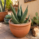 Agave Shark Skin by The Cactus Outlet