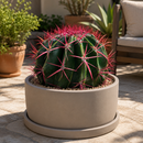 Ferocactus Pringlei by The Cactus Outlet