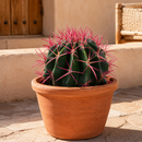 Ferocactus Pringlei by The Cactus Outlet