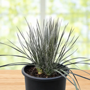 Soap Tree Yucca by The Cactus Outlet