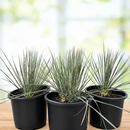 Soap Tree Yucca by The Cactus Outlet