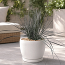 Soap Tree Yucca by The Cactus Outlet