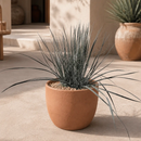 Soap Tree Yucca by The Cactus Outlet