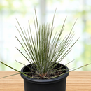 Soap Tree Yucca by The Cactus Outlet