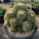 Blue Barrel Cactus by The Cactus Outlet