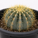 Blue Barrel Cactus by The Cactus Outlet