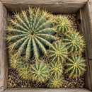 Blue Barrel Cactus by The Cactus Outlet