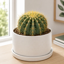 Blue Barrel Cactus by The Cactus Outlet