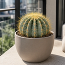 Blue Barrel Cactus by The Cactus Outlet