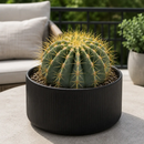 Blue Barrel Cactus by The Cactus Outlet