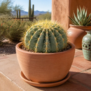 Blue Barrel Cactus by The Cactus Outlet