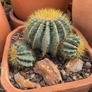 Blue Barrel Cactus by The Cactus Outlet