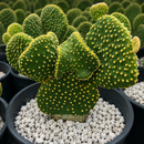 Funny Bunny Prickly Pear by The Cactus Outlet