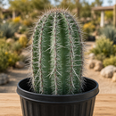 Saguaro Cactus by The Cactus Outlet