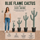 Blue Flame Cactus by The Cactus Outlet