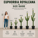 Euphorbia Royaleana by The Cactus Outlet