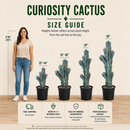 Curiosity Cactus by The Cactus Outlet