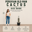 Peruvian Old Man Cactus by The Cactus Outlet