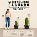 South American Saguaro by The Cactus Outlet
