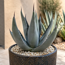 Agave Shark Skin by The Cactus Outlet