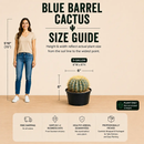 Blue Barrel Cactus by The Cactus Outlet