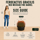 Ferocactus Gracilis by The Cactus Outlet
