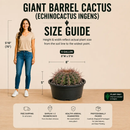Echinocactus ingens by The Cactus Outlet