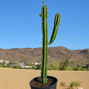 Euphorbia Royaleana by The Cactus Outlet