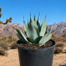 Agave Parryi Huachucensis by The Cactus Outlet