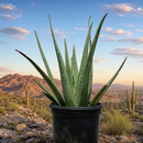 Aloe Barbadensis by The Cactus Outlet