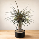 Silver Madagascar Palm by The Cactus Outlet