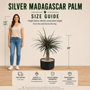 Silver Madagascar Palm by The Cactus Outlet