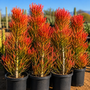 Euphorbia Tiricalli "Firesticks" by The Cactus Outlet