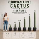 Peruvian Apple Cactus by The Cactus Outlet