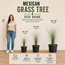 Mexican Grass Tree by The Cactus Outlet