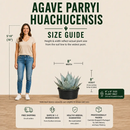 Agave Parryi Huachucensis by The Cactus Outlet