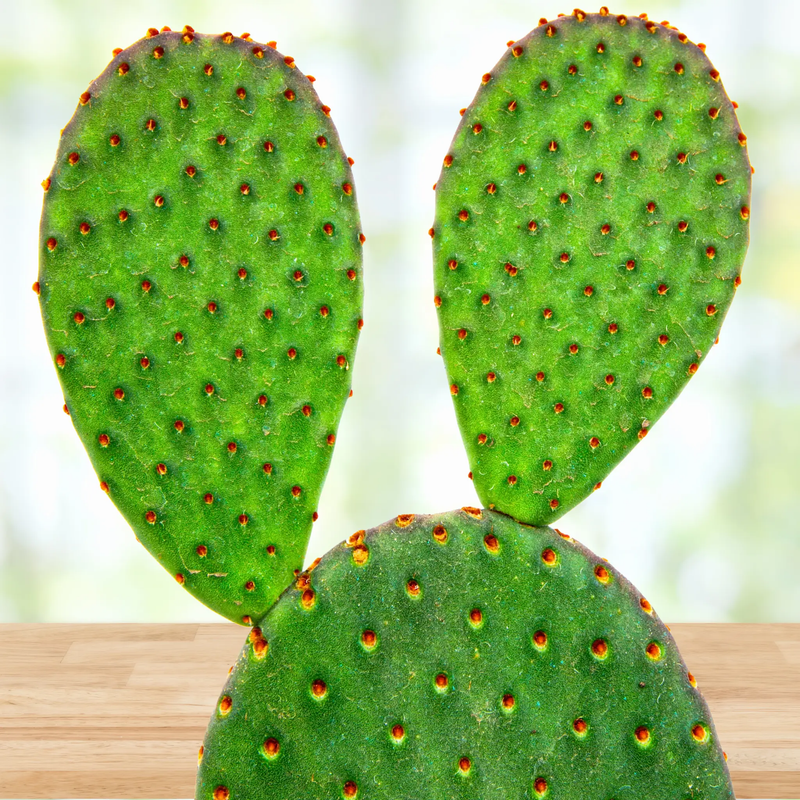 Cinnamon Prickly Pear, photo 3 of 5