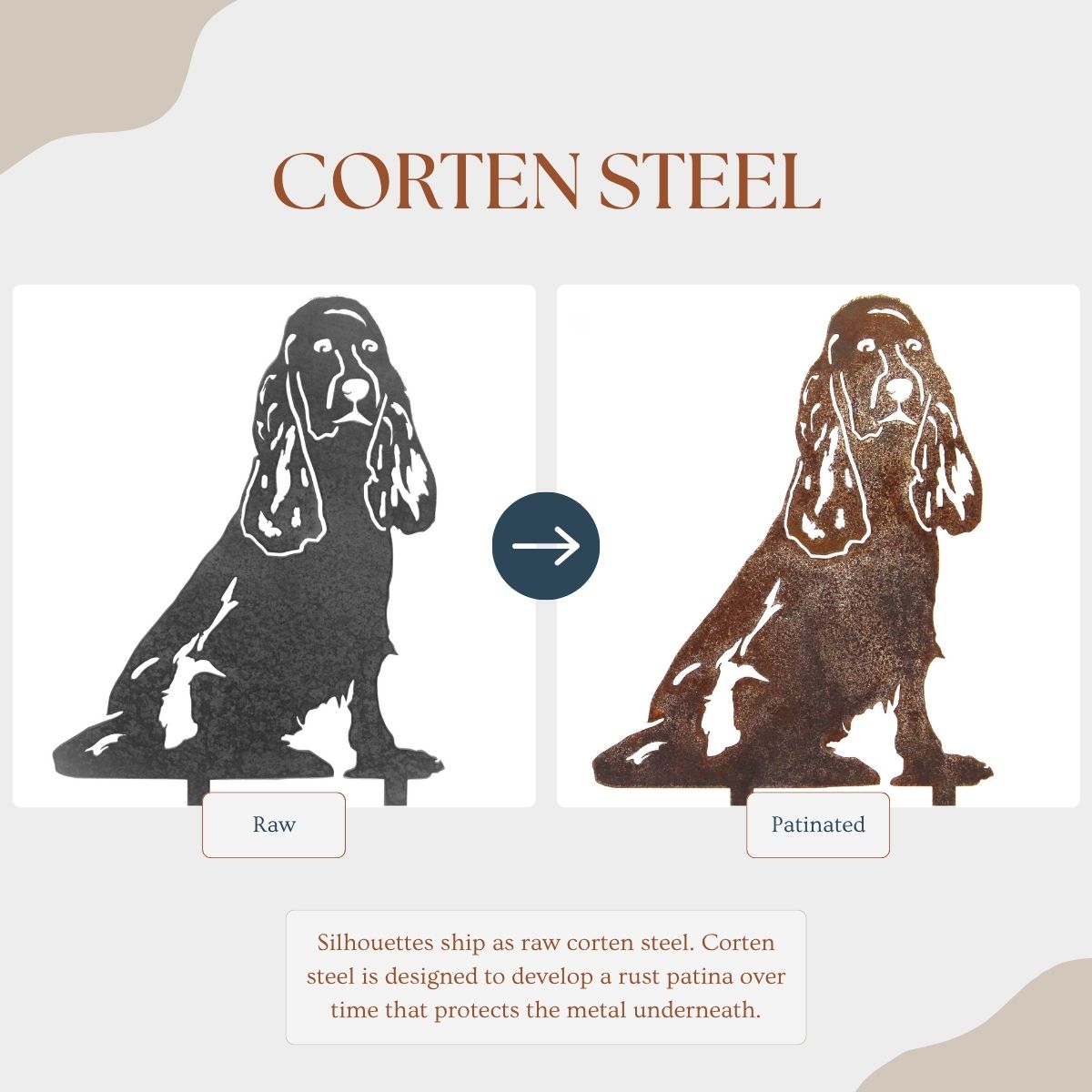 Cocker Spaniel, photo 3 of 13