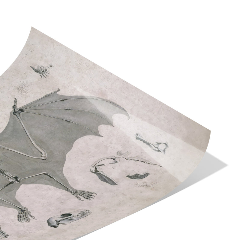 "Comparative Osteology - Flying Fox" Matte Poster