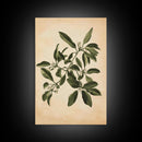 Mistletoe Canvas Print - Framed Canvas - Minimalist Christmas Art - Boho Christmas Art - Rustic Christmas Art