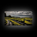 Vineyard View, Rolling Hills, Country Art, Framed Canvas Print, Rustic Landscape, Black White Yellow, Living Room Wall Art, Large Canvas