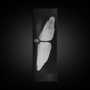 Dragonfly Wings Macro, Nature Insect Print, Detailed Bug Art, Minimalist Scientific Wall Decor, Framed Canvas Print, Study Room Art